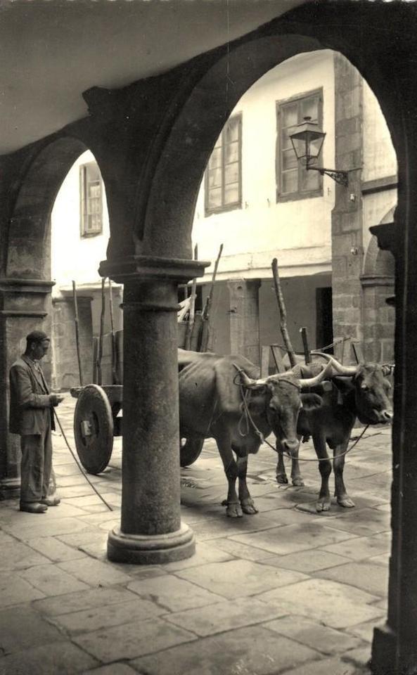 Un carro de vacas na Rúa Nova