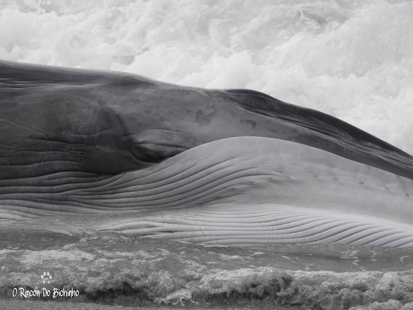 Balea comun varada en Nemina-Foto-Javier Carballo 2