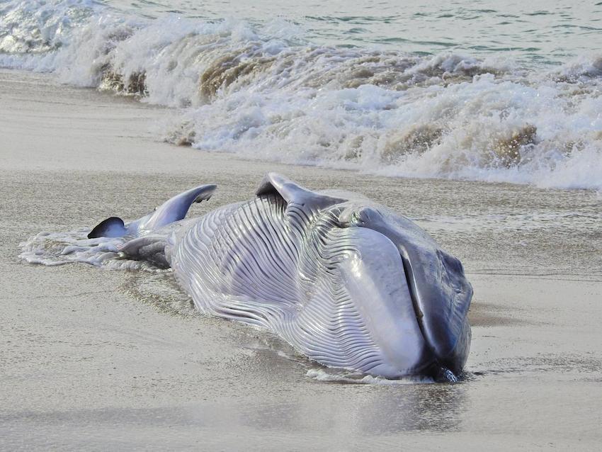 Balea comun varada en Nemina-Foto-Javier Carballo