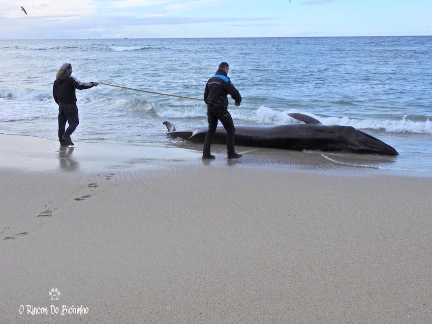 Proteccion Civil e Policia Local de Muxia axudando a unha balea comun varada en Nemina-Foto-Javier Carballo