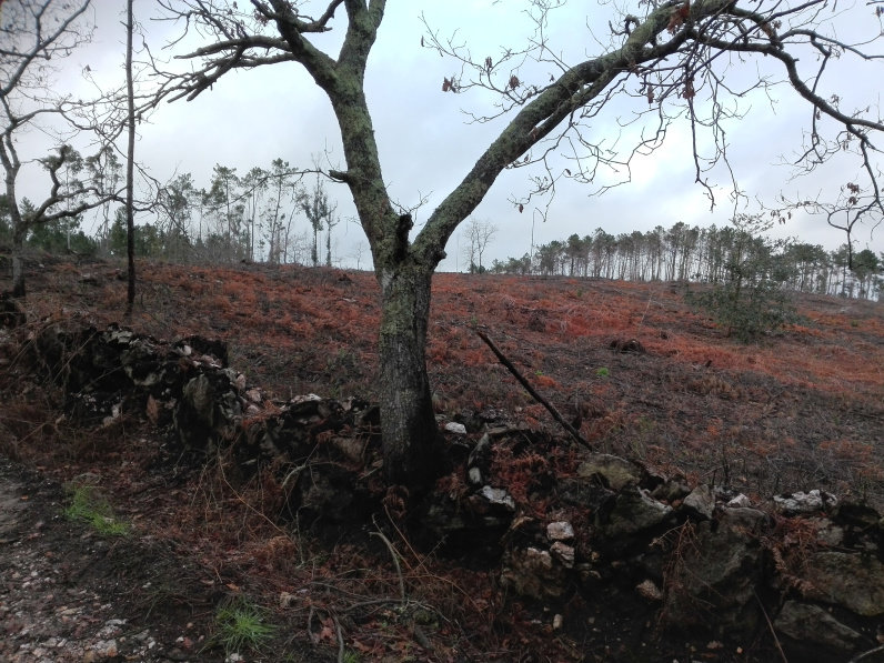 Area de monte afectada polos incendios Corcoesto veran 2017