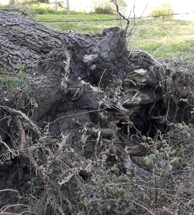 Pino ciscado en Ventin dende hai 3 meses