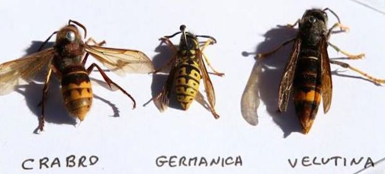 Diferencia entre a vespa velutina e as autoctonas