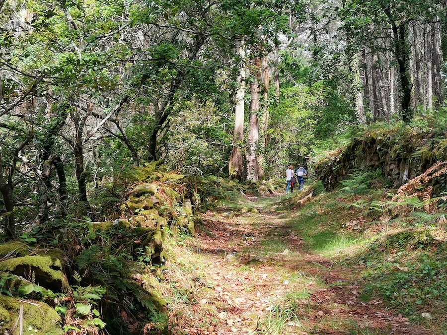 Bosque na ruta do Muino de Louredo
