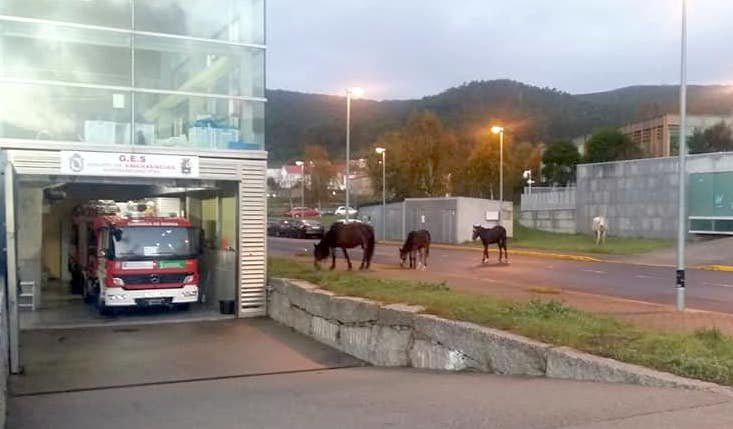 Cabalos o pasado novembro no poligono