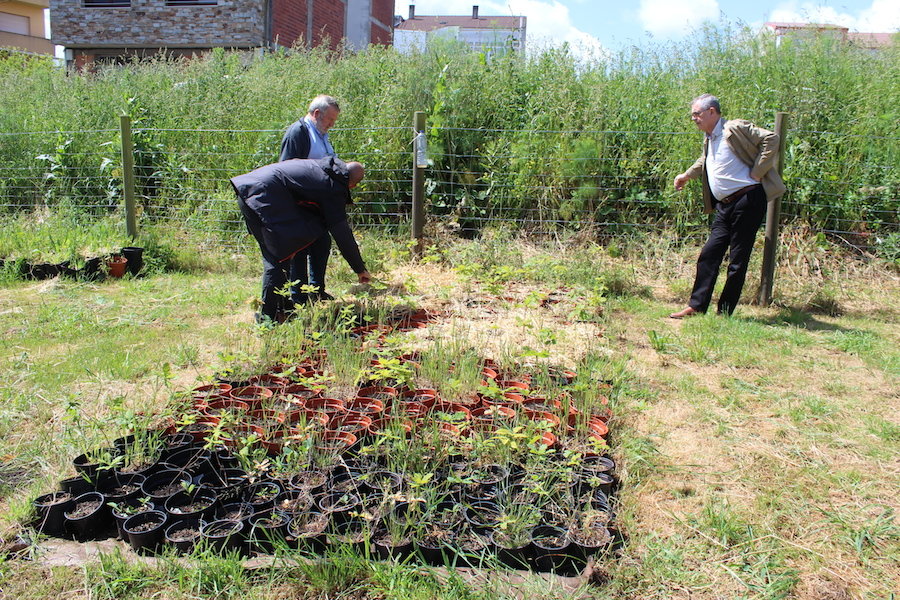 Fillos da arbore senlleira de Vilar de Francos
