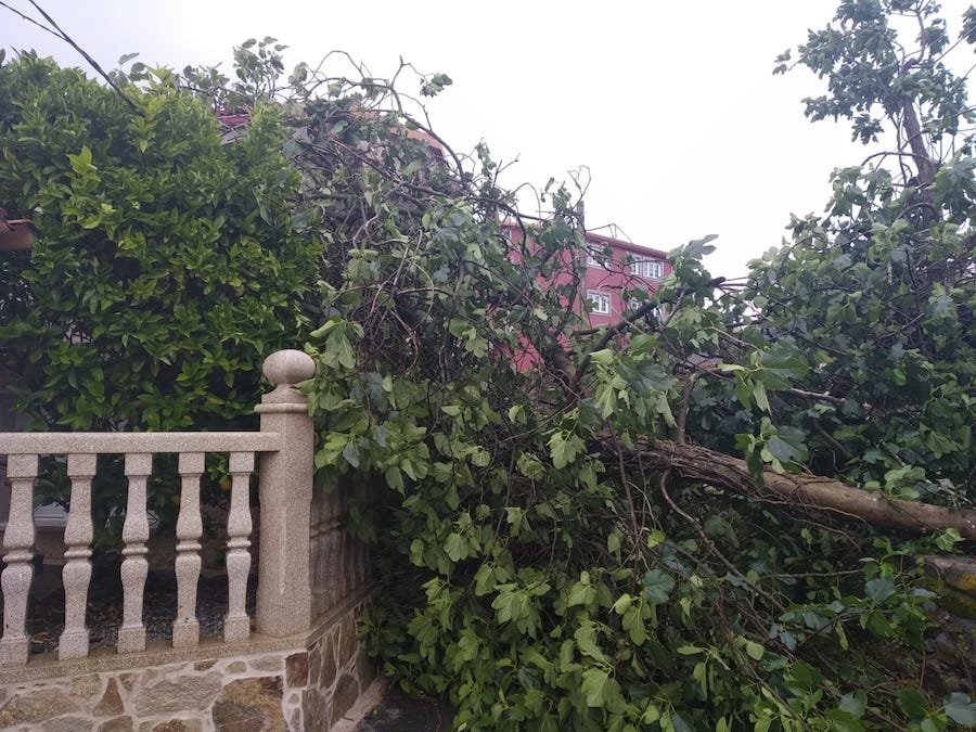 Borrasca Miguel-Arbore caida en Amarela-Corcubion