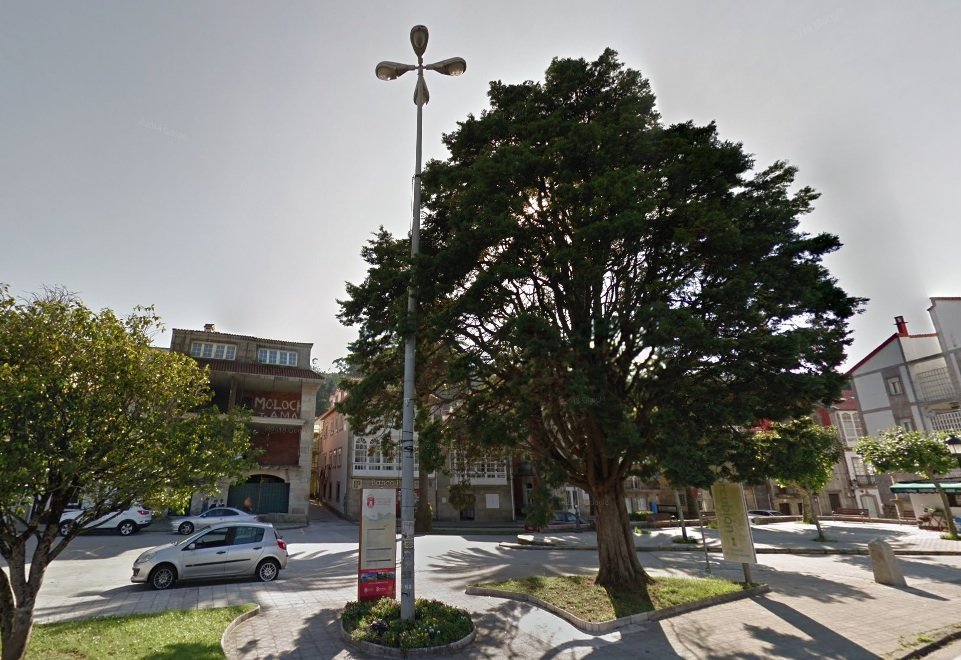 Asi era o poderoso cipres de Corcubion