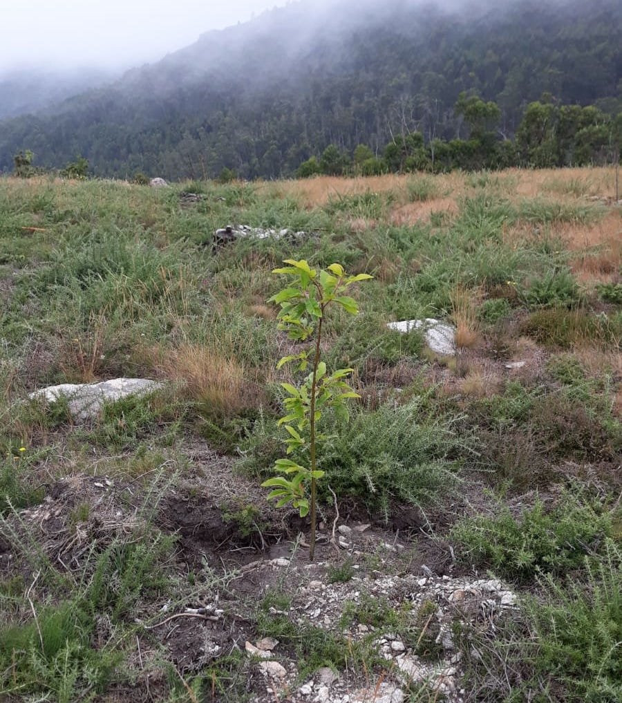 Castineiros reprantados no Monte Mean de Louro