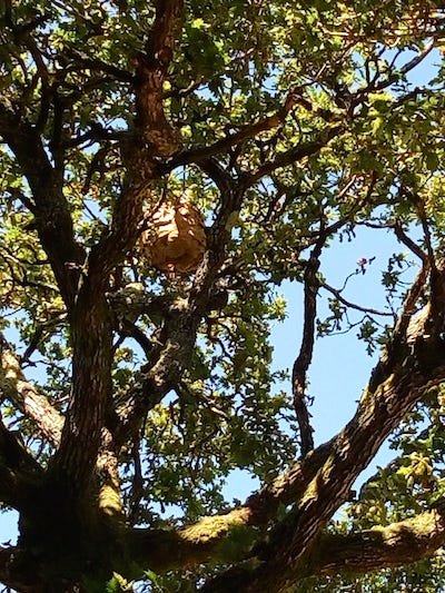 Nido de avispa asiatica en Ameixenda-Cee