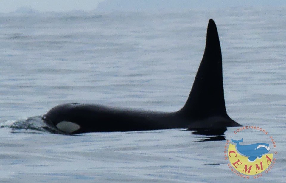 Candorcas avistadas en Fisterra polo CEMMA