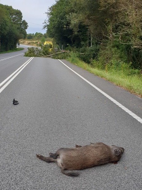 Xabarin atropelado en Louro