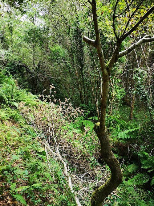 Maleza espallada polo Rego dos Muinos