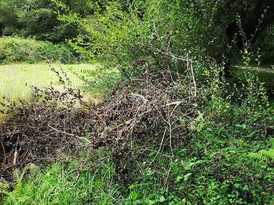 Maleza espallada polo Rego dos Muinos 2