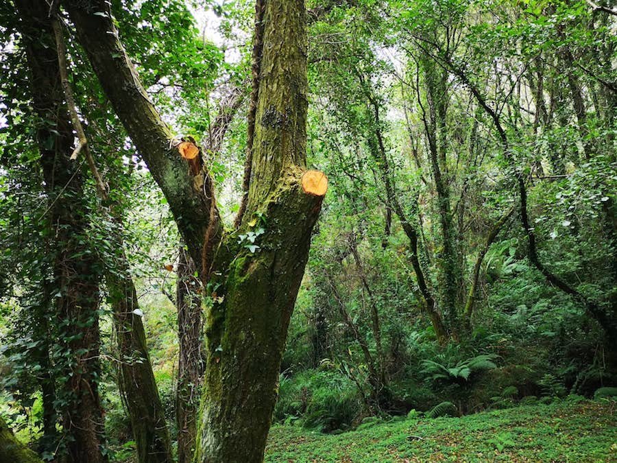 Poda realizada no Rego dos Muinos