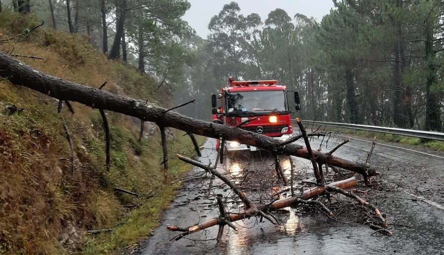 Arbore Caida en Cospindo-Ponteceso