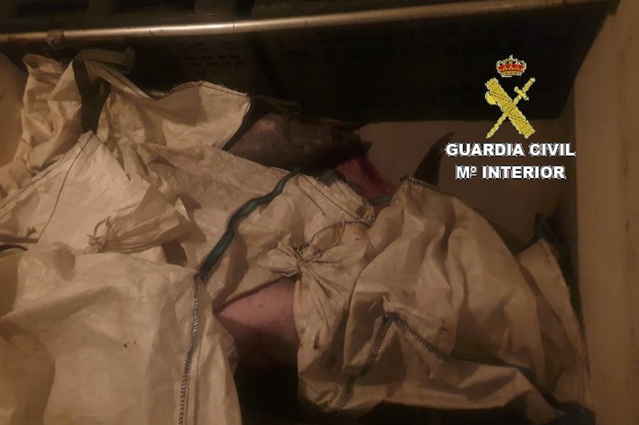 Marítimo pez espada 3 copia