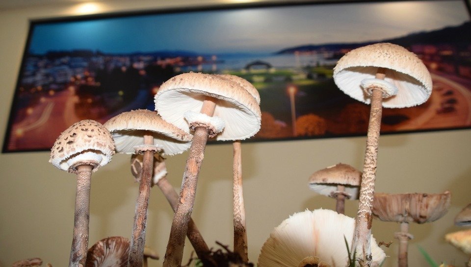 Exposicion de cogumelos das Xornadas Micoloxicas de Cee-Foto-Rafa Quintans 2