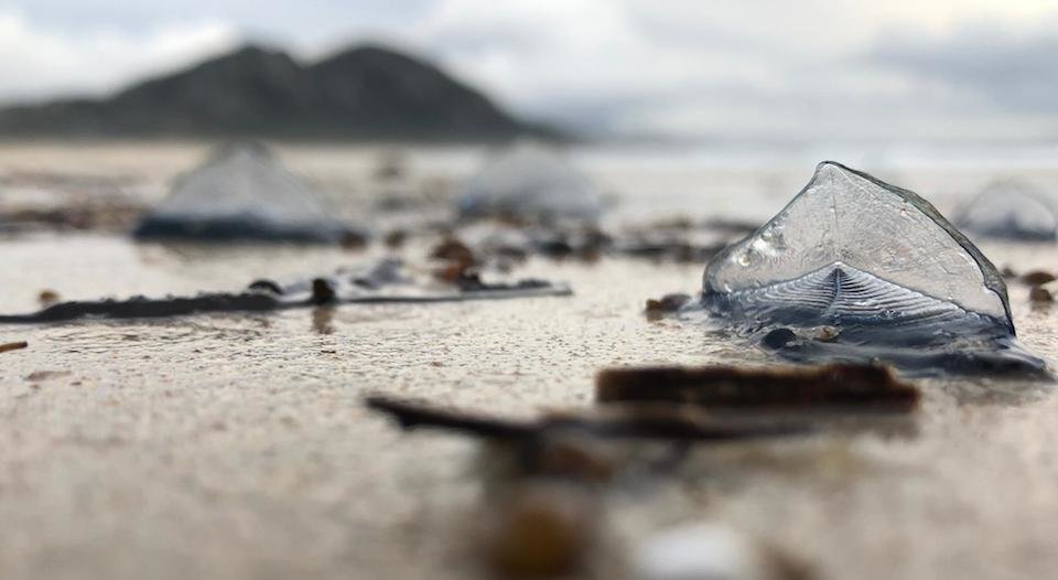 Veleirinos en Area Maior-Foto-Manuel Maria Candamo 2