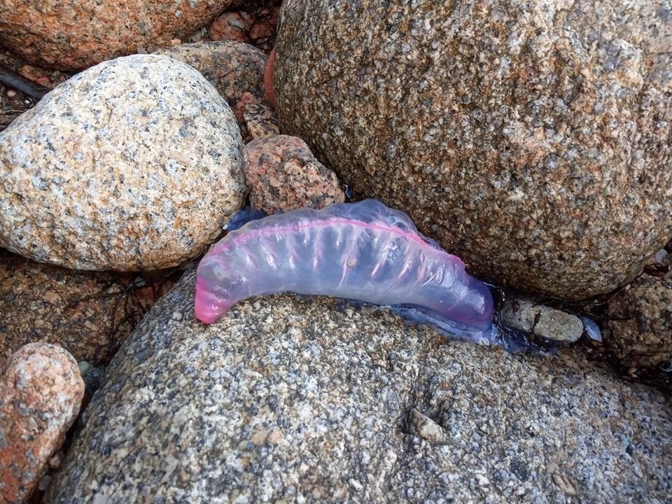 Calavera Portugesa en Camelle-Foto-Virginia Barros