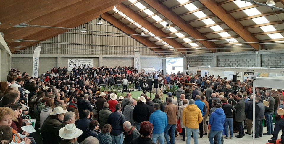 Cheo no recinto feiral de Mazaricos para a Poxa de Gando Frison