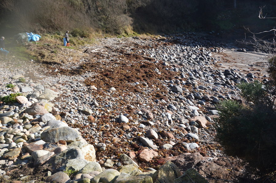 Despois da limpeza de Mar de Fabula no coido camarinas