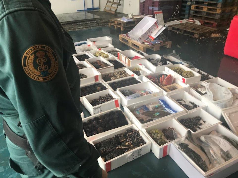 Marisco interceptado por transporte irregular