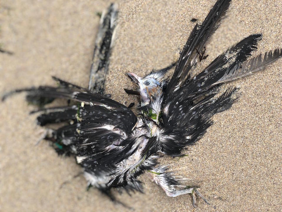 Frailecillo ou arao petroleado na praia de Louro-Foto-Manuel Maria Candamo 2