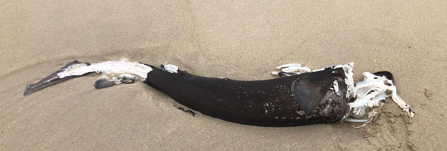 Frailecillo ou arao petroleado na praia de Louro-Foto-Manuel Maria Candamo 3