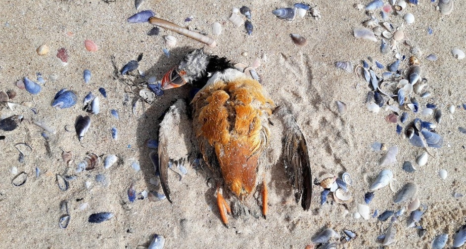 Arao papagaio atopado morto na praia de Louro-Foto Pablo Covelo Cemma