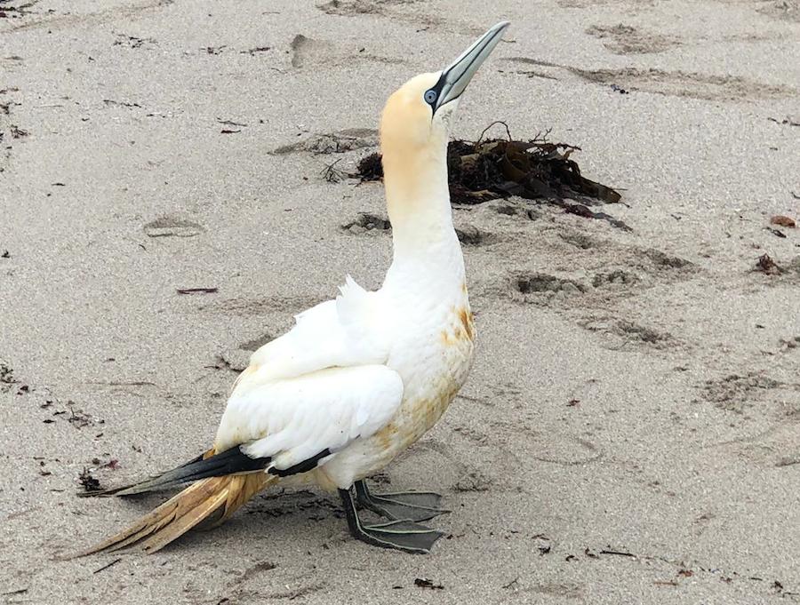 Exemplar petroleado vivo atopado en Louro-foto-Manuel Maria Candamo
