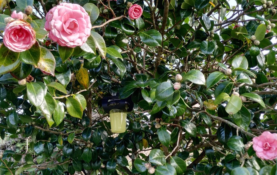 Trampeo_Velutinas nun camelio