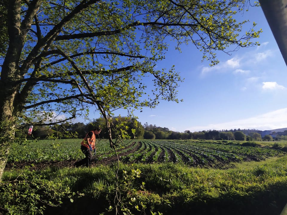 campaña-trampeo-vespa-velutina-zas2