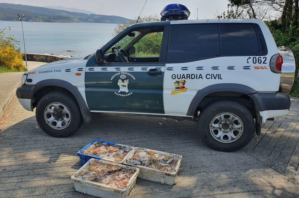 Polbo incautado en Fisterra