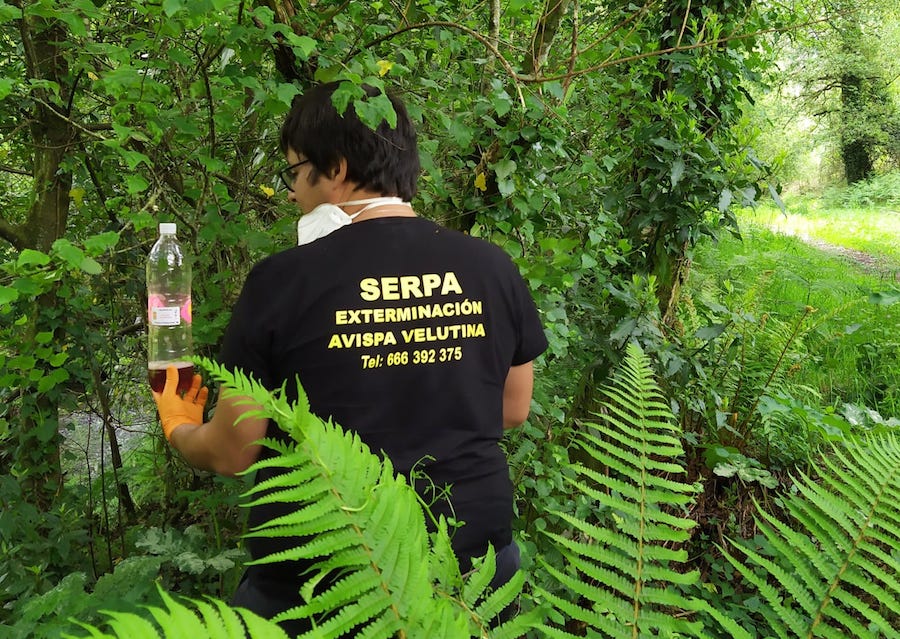 campana-vespa-velutina-zas2