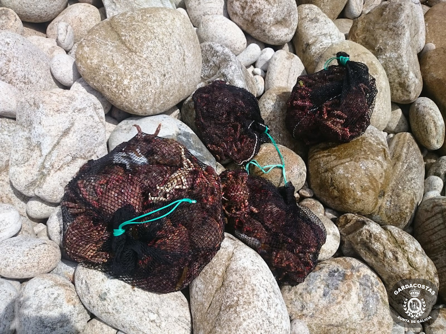 20200523 comiso centola tourinan 2