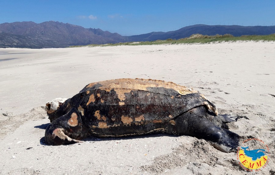 Tartaruga varada na praia de Carnota-Foto-Cemma