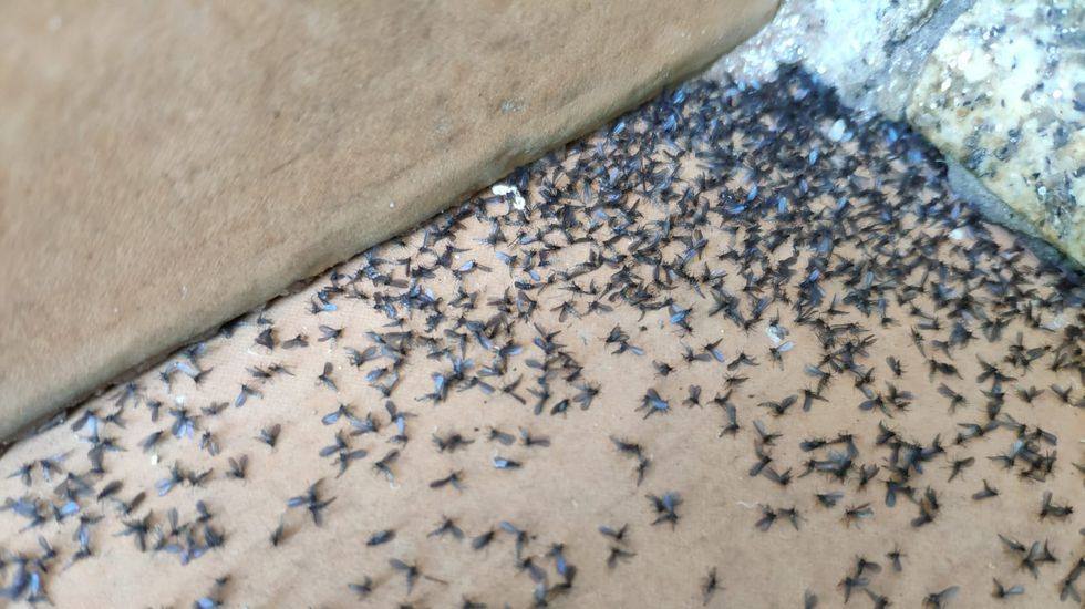 Dipteros invadindo Corcubion
