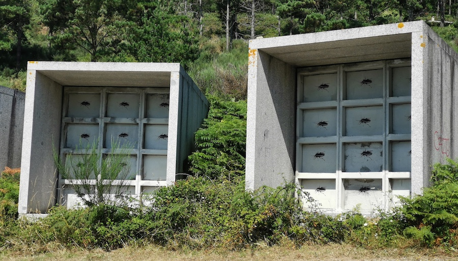 Cemiterio Fisterra cos escaravellos