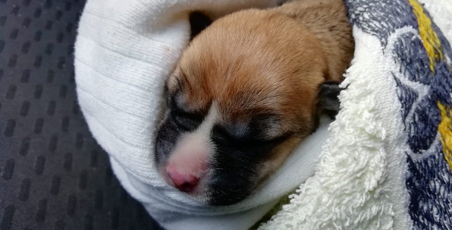 Cachorro que salvou a vida