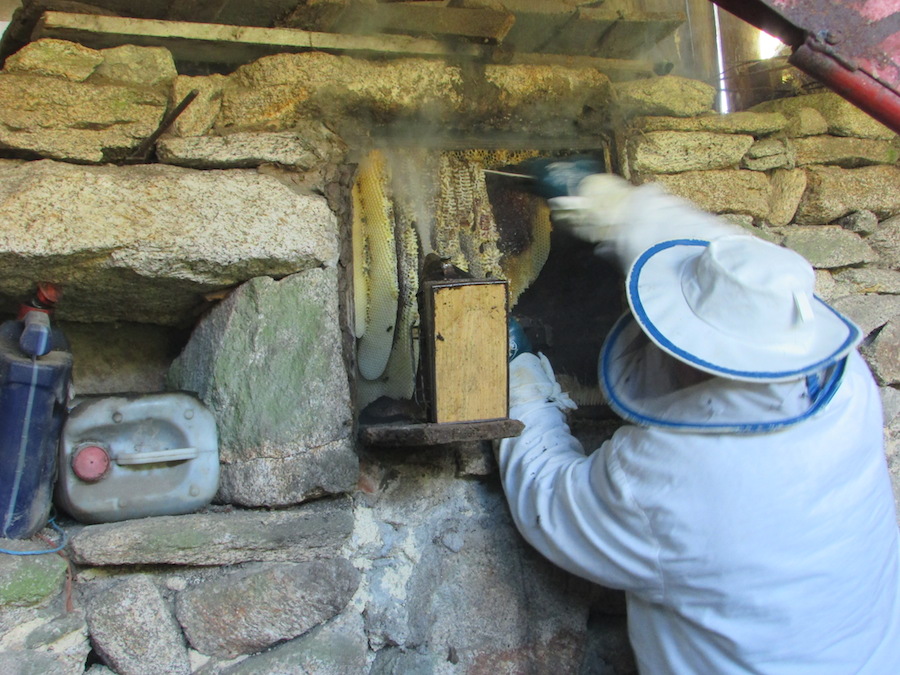 Cortando para extraer parte dos panais