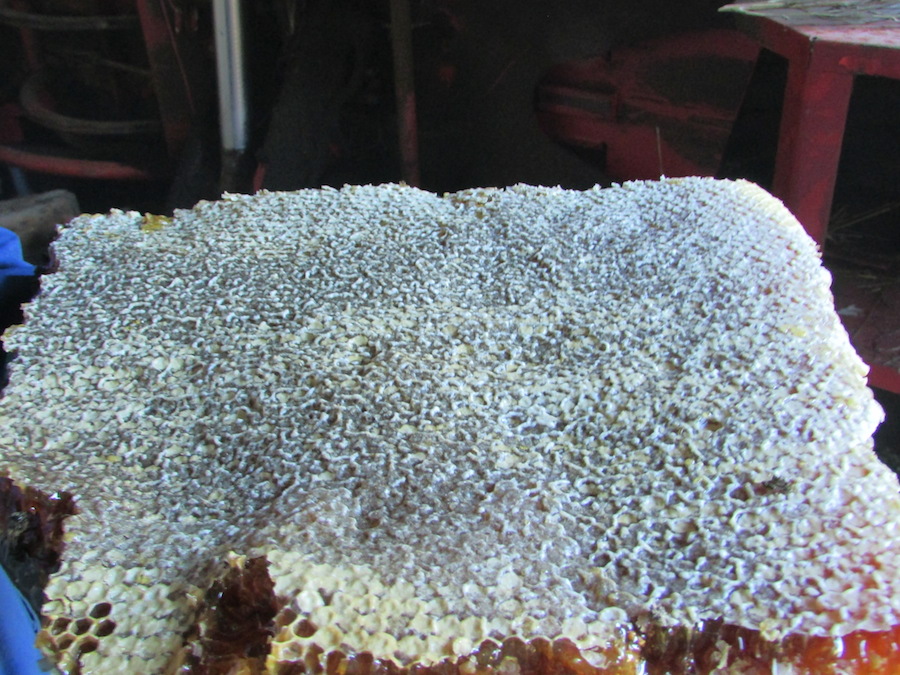 Porción de panal, para separar cera e mel