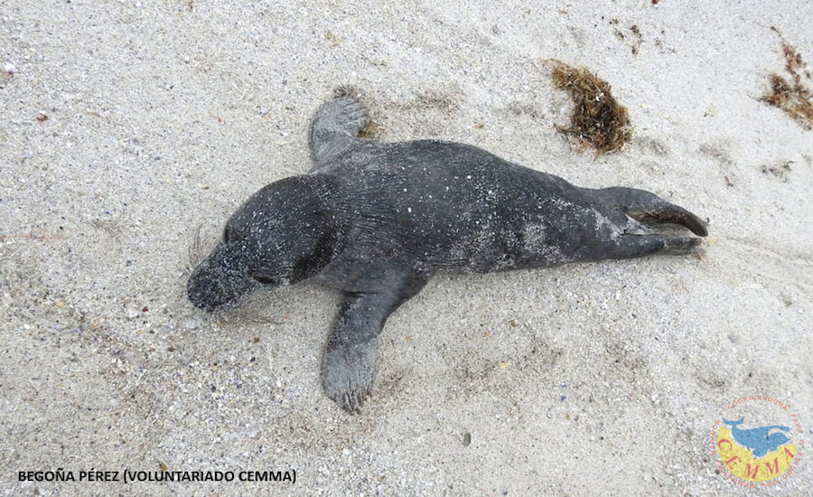 O lobo marino Pabbar recollido en Barizo-Malpica