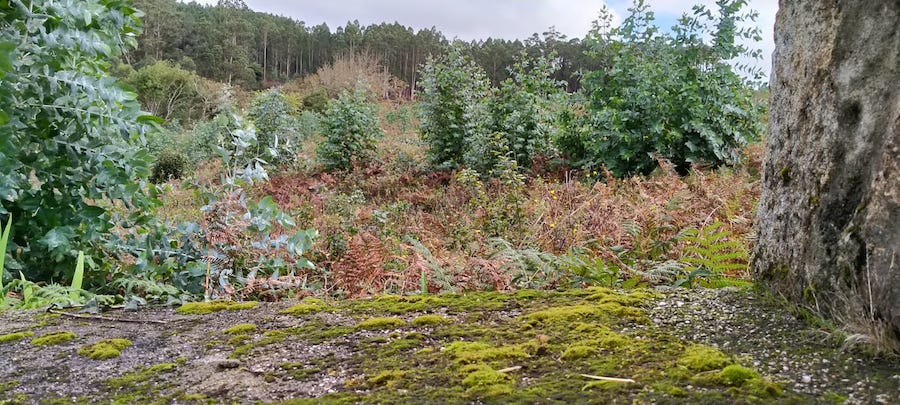 Plantacion de eucalitos a beira dos muros da Igrexa da Redonda