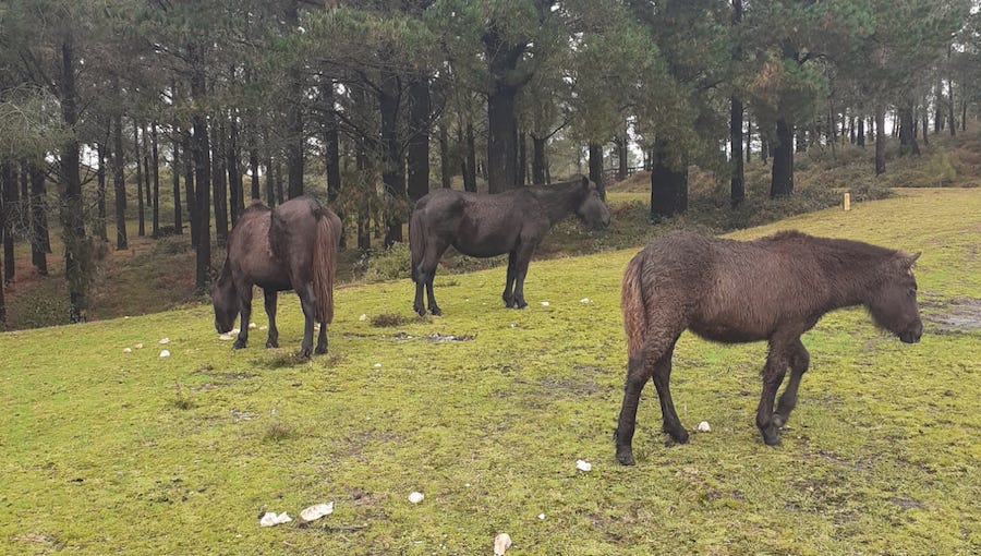 Cabalos de pura raza nos montes de Esteiro