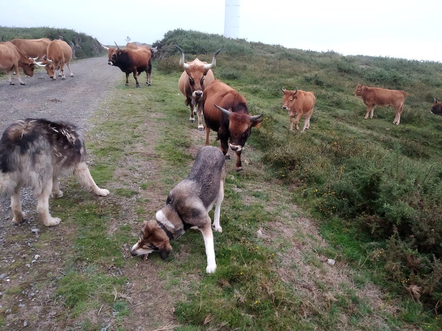 Mastins coidando as cachenas dos montes de Esteiro2
