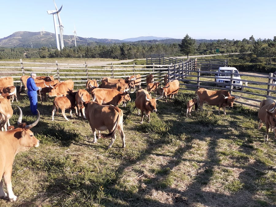 Vacas Cachenas nos montes de Esteiro