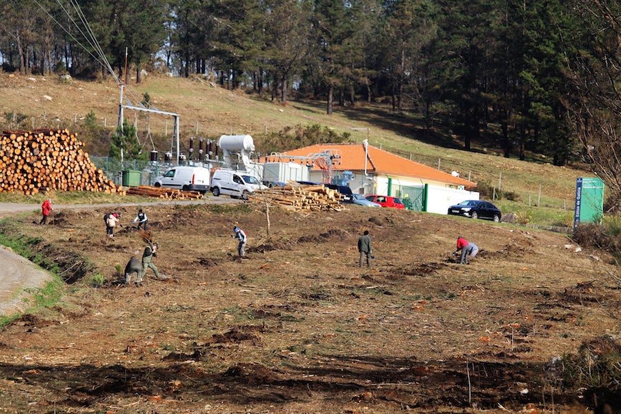 Rexenerando un monte vecinal en Esteiro
