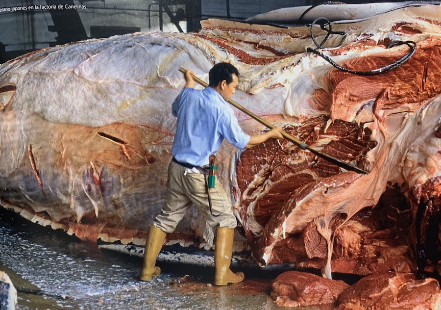 Xaponeses en Canelinas