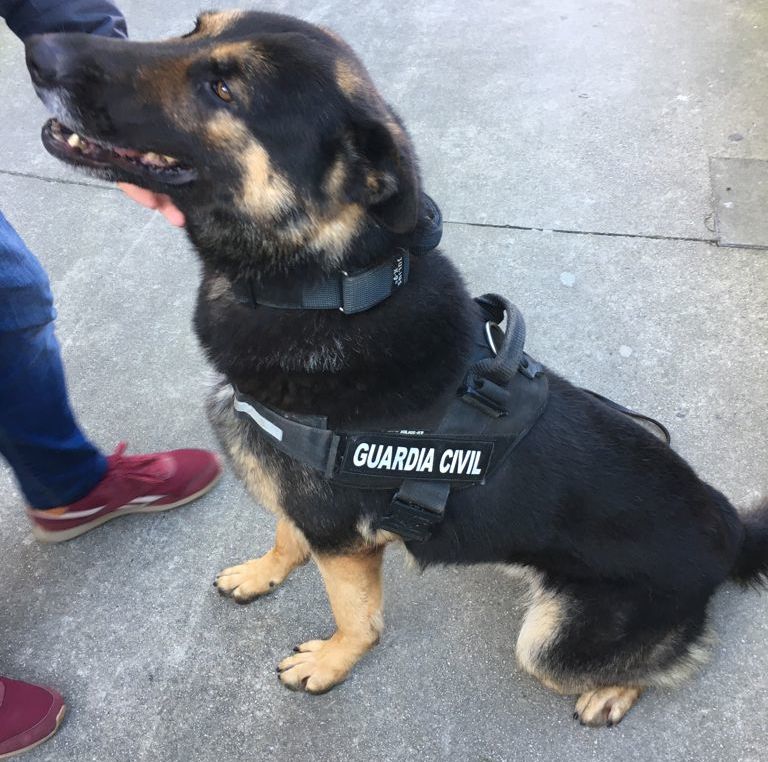 Can de busca de drogas da Garda Civil